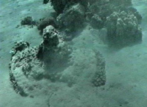 Image result for Red Sea Discoveries images